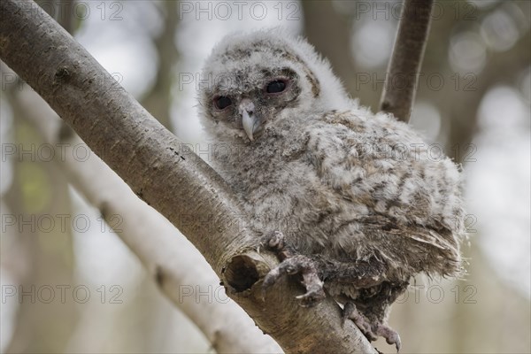 Young Tawny Owl