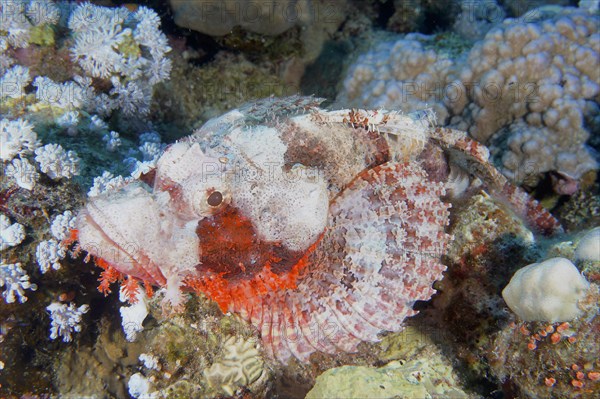 Tassled scorpionfish