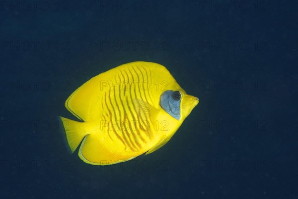 Bluecheek butterflyfish