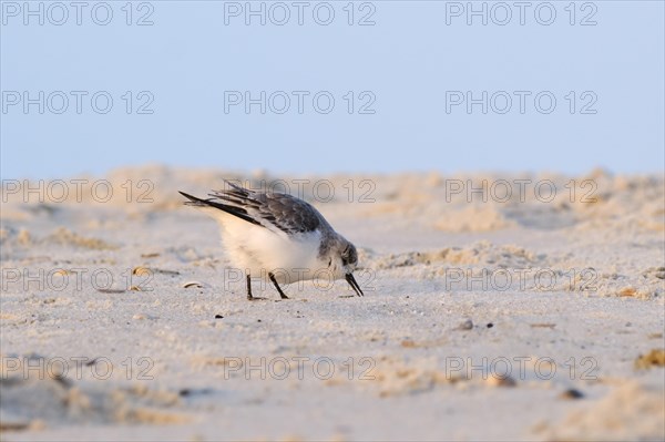 Sanderling