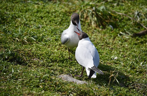 Black-headed Gulls