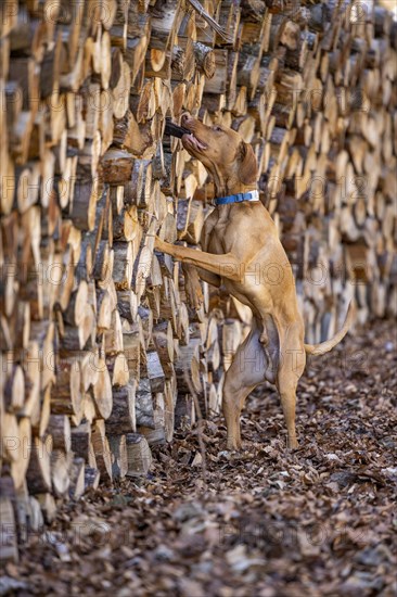 Roevidszoru Magyar Vizsla