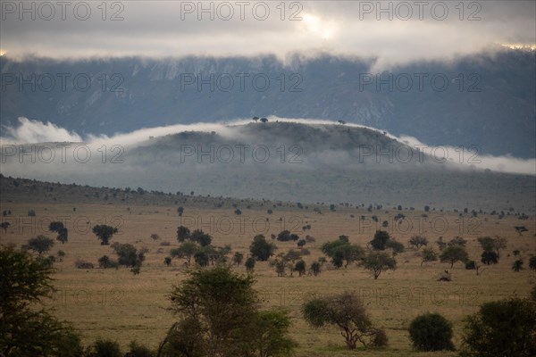 View on safari