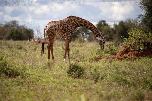 Single giraffe