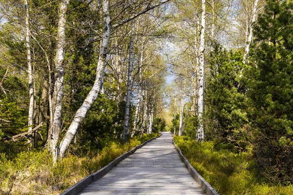 A boardwalk in the Wildseemoor