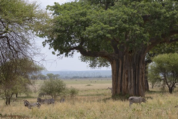 Plains zebra