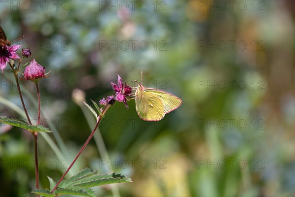 Palaeno sulphur