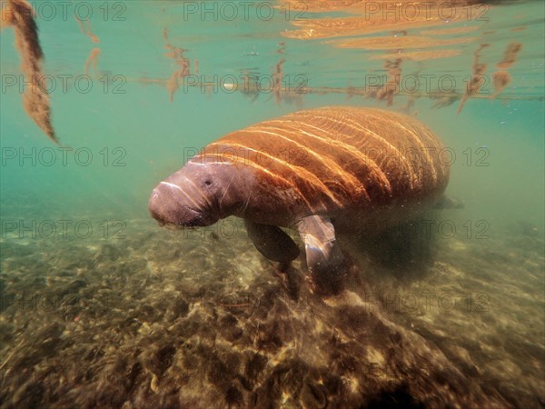 Round-tailed manatee