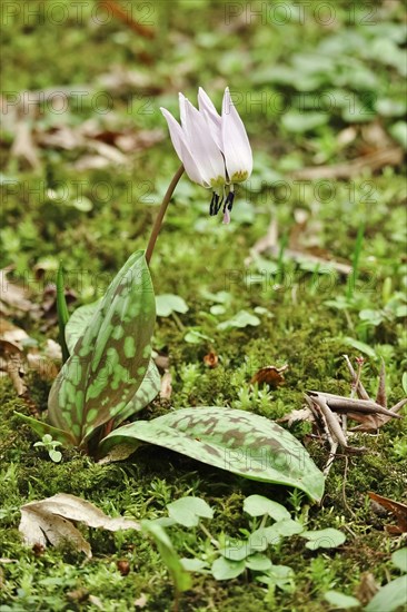 Dog's tooth violet