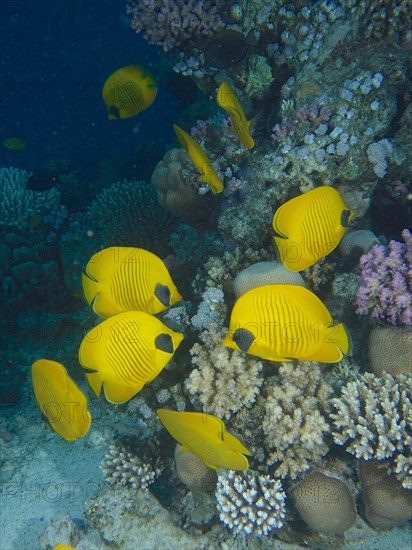 Group of bluecheek butterflyfish