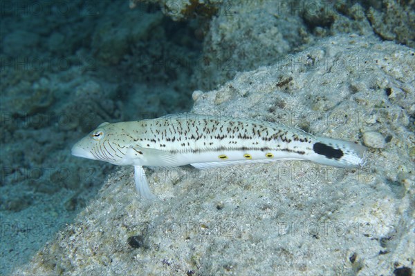 Speckled sandperch