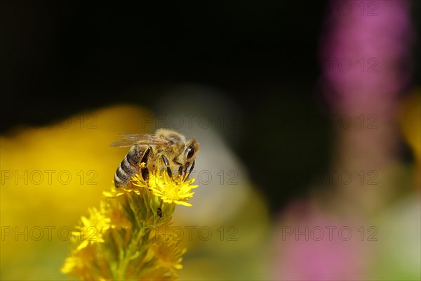 European honey bee