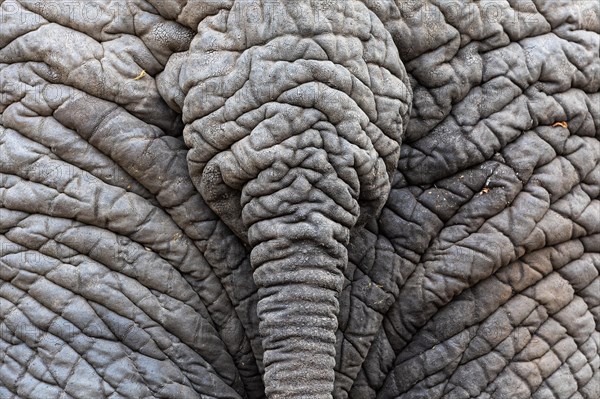 African elephant