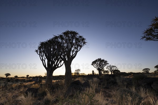 Quiver tree