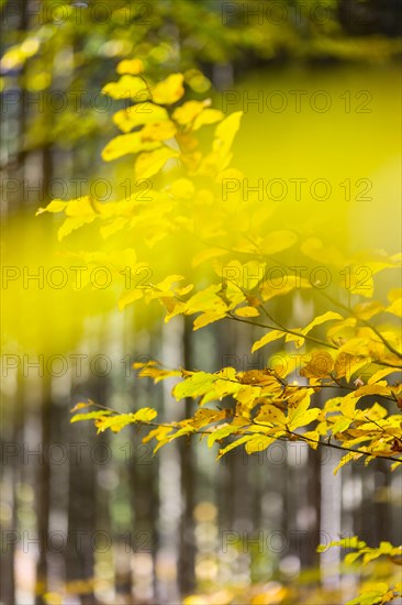 Colourful leaves of a beech