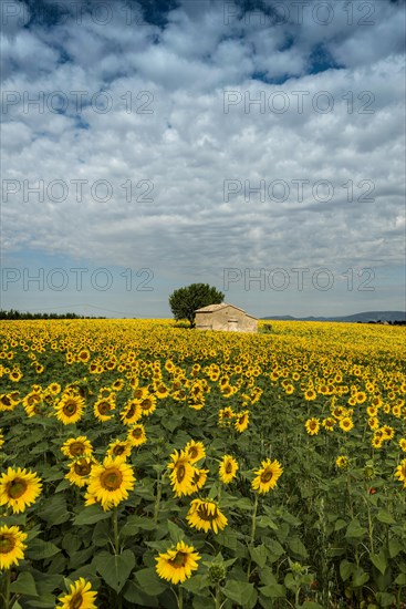 Sunflowers in bloom