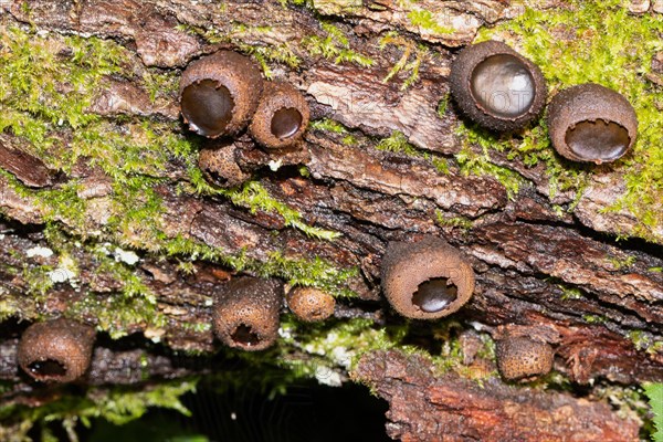 Common dirt cupling several hazel oval fruiting bodies next to each other on tree trunk with green moss