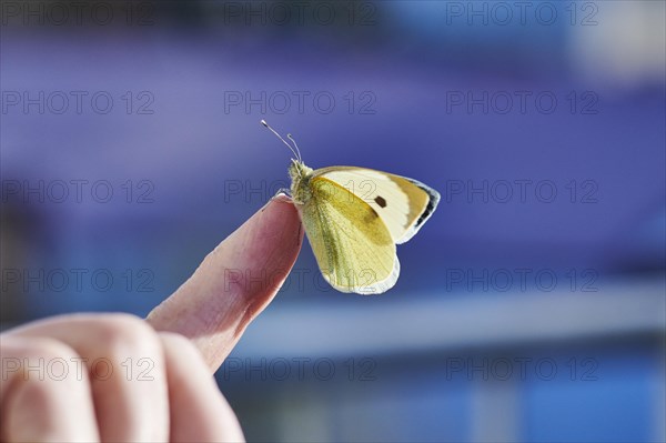 Large cabbage white