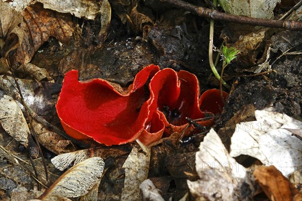 Scarlet elf cup