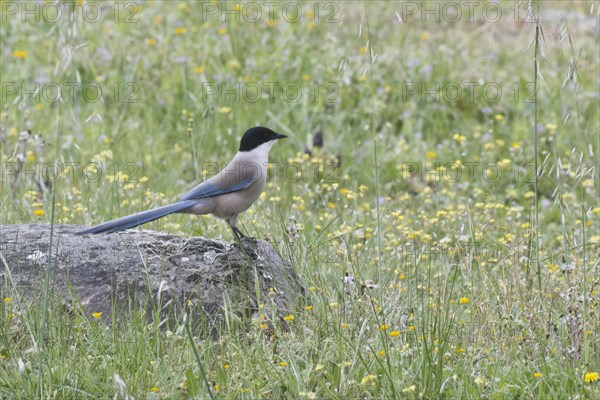 Blue magpie