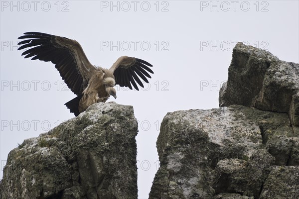 Griffon Vulture