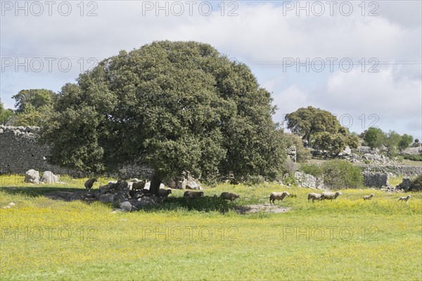 Landscape in Extremadura with sheep under a holm oak