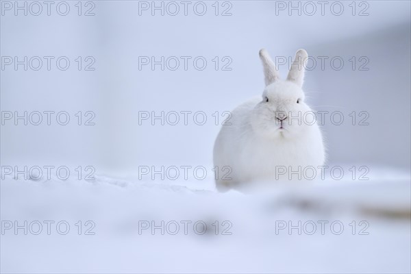 Domestic rabbit