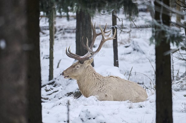 Red deer