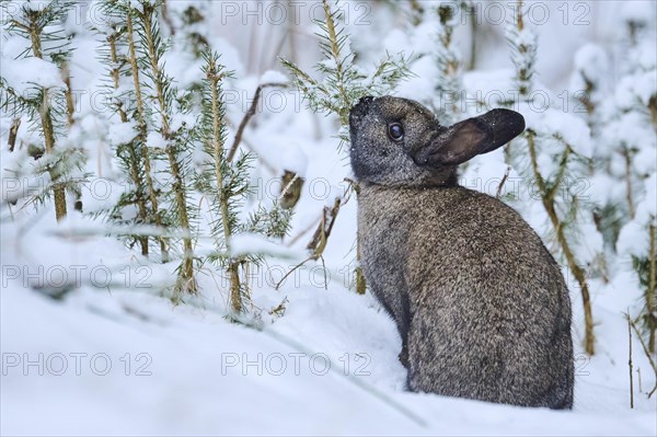 Domestic rabbit