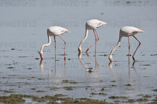 Greater flamingos