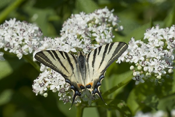 Scarce swallowtail