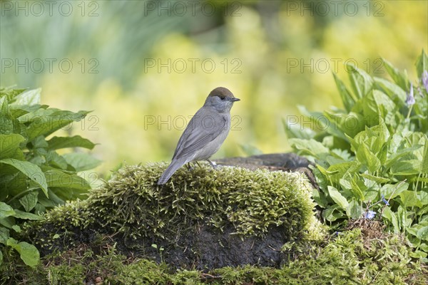 Blackcap