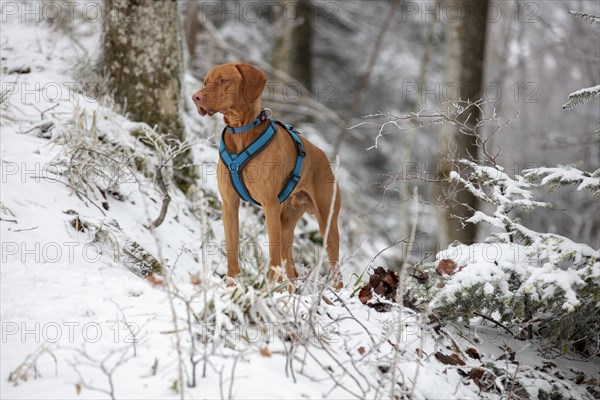 Roevidszoru Magyar Vizsla