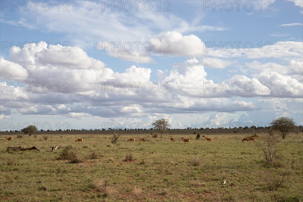 View on a safari