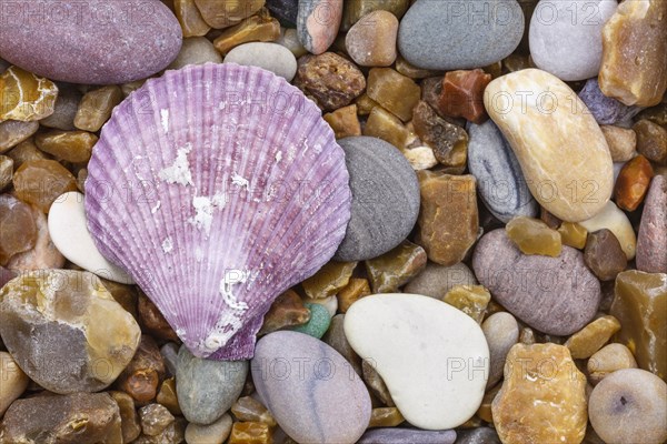 Scallop on pebbles