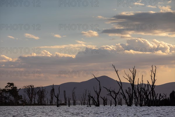 Dead trees in a lake