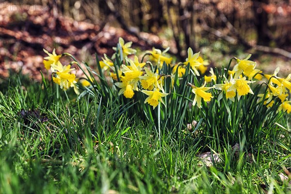 Wild wild daffodils