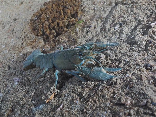 European crayfish