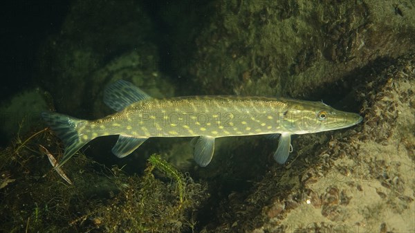 Pike