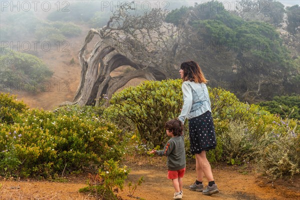 Mother and son walking through fog to a Sabinar tree twisted by the wind in El Hierro. Canary Islands
