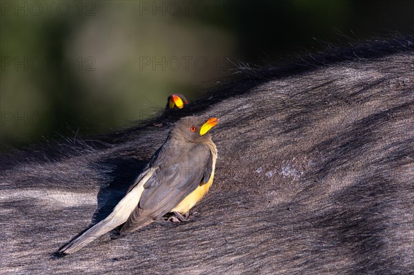 Oxpecker