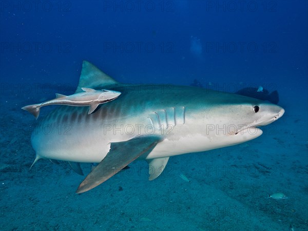 Tiger shark