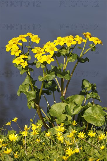 Flowering marsh marigold