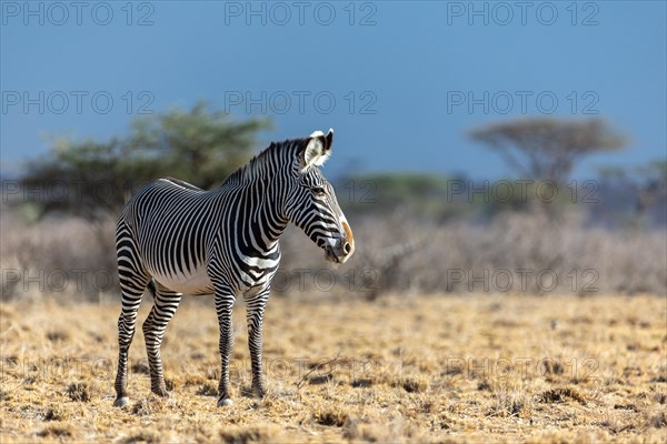 Grevy's zebra