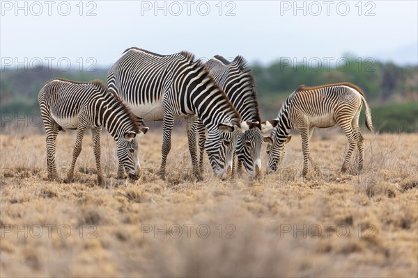 Group of Grevy's zebras