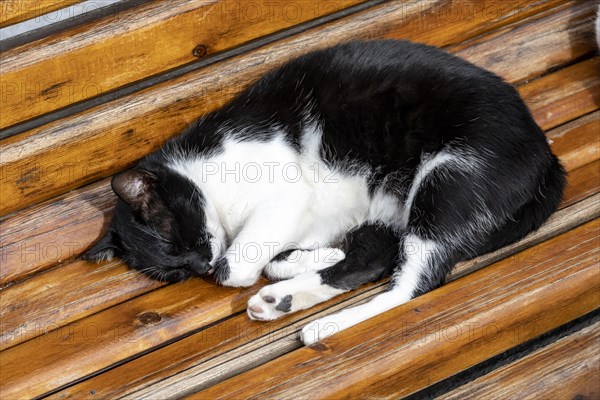 Black and white sleeping cat on a bench