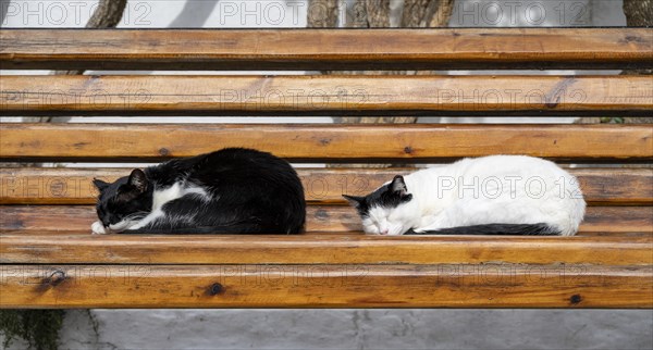 Black and white sleeping cats on a bench