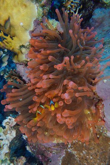 Fluorescent bubble-tip anemone