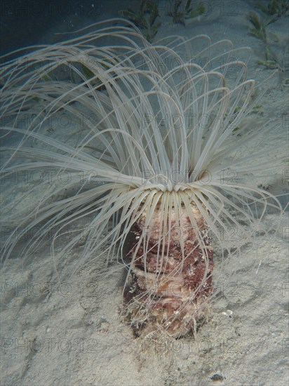 Tube-dwelling anemone