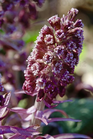 Butterbur